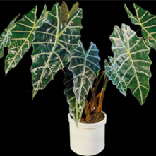 Alokasie (Alocasia Amazonina)