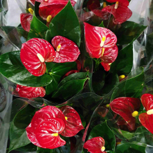 Anturie (Anthurium andreanum)