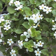 Bacopa