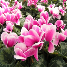 Brambořík (cyclamen)