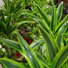 Dracena (draceana)