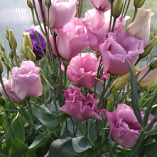 Eustoma