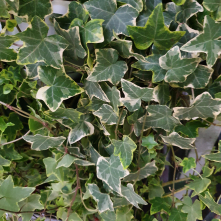 Hedera Helix