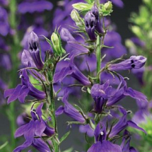 Lobelia