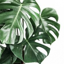 Monstera