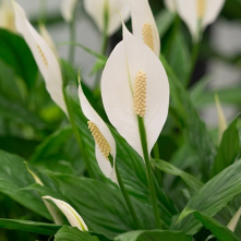 Spathiphyllum