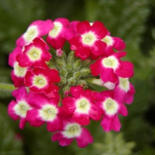 Verbena